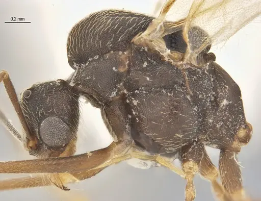 Kalathomyrmex emeryi - DZUP557320