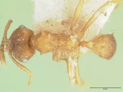 Kalathomyrmex emeryi - FOCOL1771