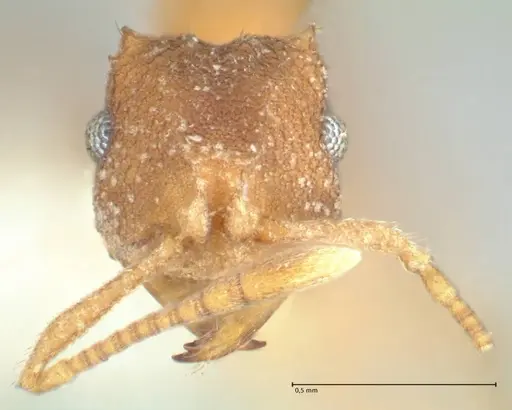 Kalathomyrmex emeryi - FOCOL1771