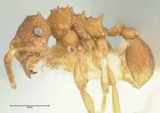 Kalathomyrmex emeryi - FOCOL1771