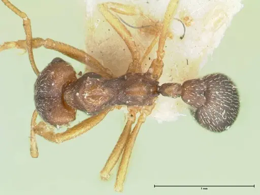 Kalathomyrmex emeryi - FOCOL1772