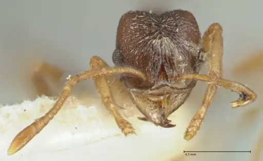 Kalathomyrmex emeryi - FOCOL1772