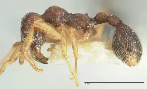 Kalathomyrmex emeryi - FOCOL1772