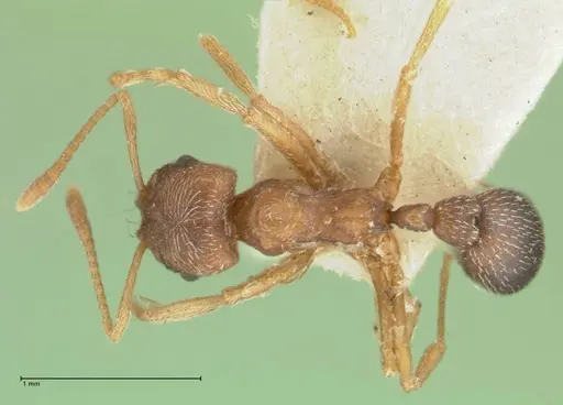 Kalathomyrmex emeryi - FOCOL1773
