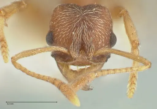 Kalathomyrmex emeryi - FOCOL1773