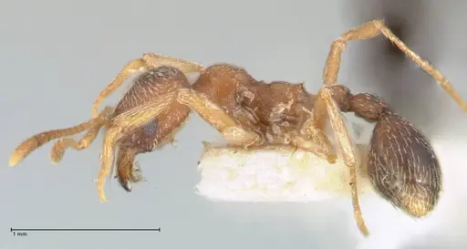Kalathomyrmex emeryi - FOCOL1773