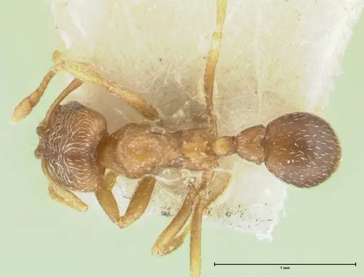 Kalathomyrmex emeryi - FOCOL1774