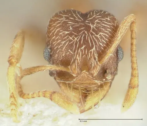 Kalathomyrmex emeryi - FOCOL1774