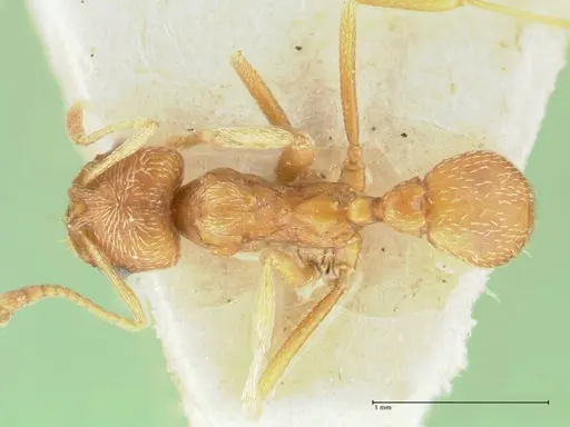 Kalathomyrmex emeryi - FOCOL1775