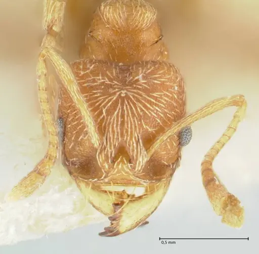 Kalathomyrmex emeryi - FOCOL1775