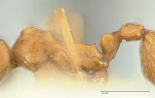 Kalathomyrmex emeryi - FOCOL1775