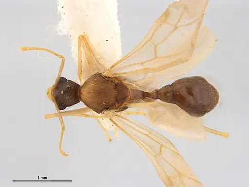 Kalathomyrmex emeryi - MZSPHYM0135890