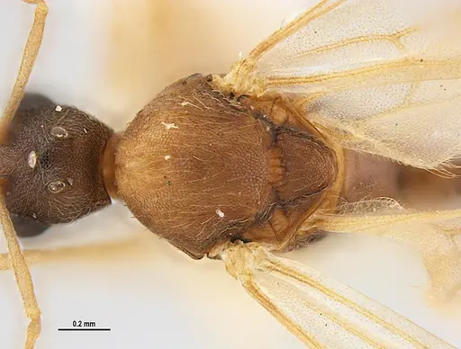 Kalathomyrmex emeryi - MZSPHYM0135890
