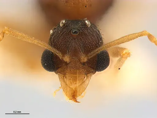 Kalathomyrmex emeryi - MZSPHYM0135890