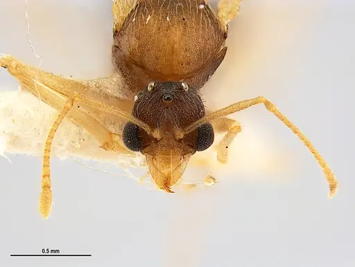 Kalathomyrmex emeryi - MZSPHYM0135890