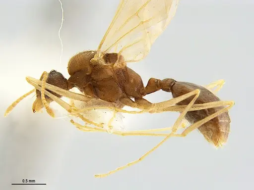 Kalathomyrmex emeryi - MZSPHYM0135890
