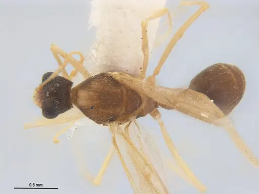 Kalathomyrmex emeryi - MZSPHYM0135891