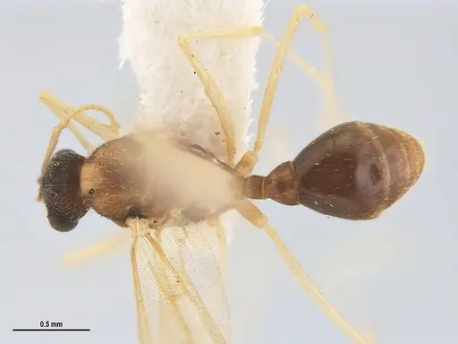 Kalathomyrmex emeryi - MZSPHYM0135891