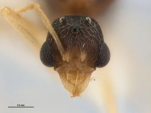 Kalathomyrmex emeryi - MZSPHYM0135891