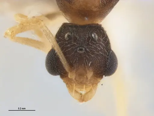 Kalathomyrmex emeryi - MZSPHYM0135891