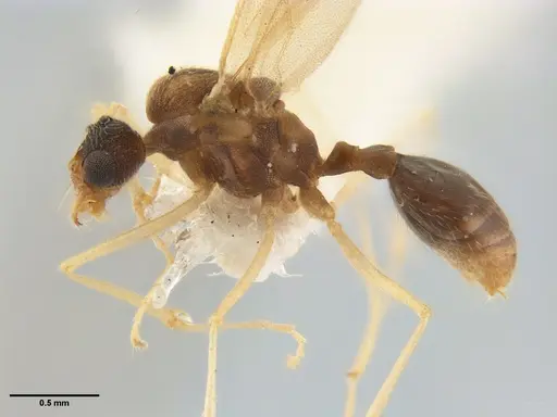 Kalathomyrmex emeryi - MZSPHYM0135891