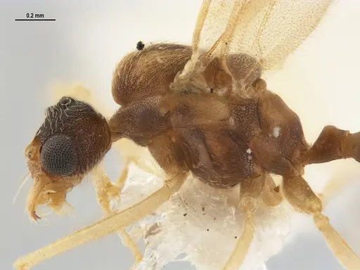 Kalathomyrmex emeryi - MZSPHYM0135891