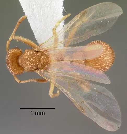 Kalathomyrmex emeryi - PSW12459-24