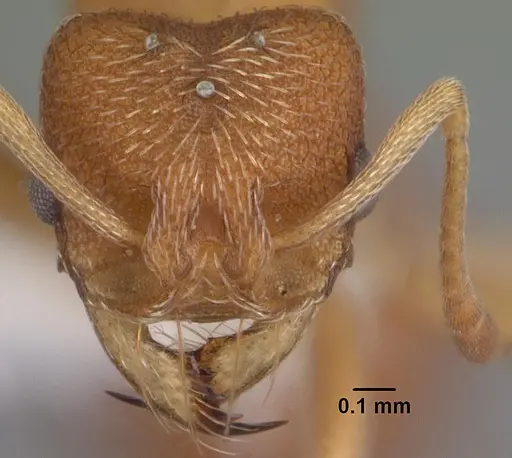 Kalathomyrmex emeryi - PSW12459-24