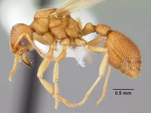 Kalathomyrmex emeryi - PSW12459-24