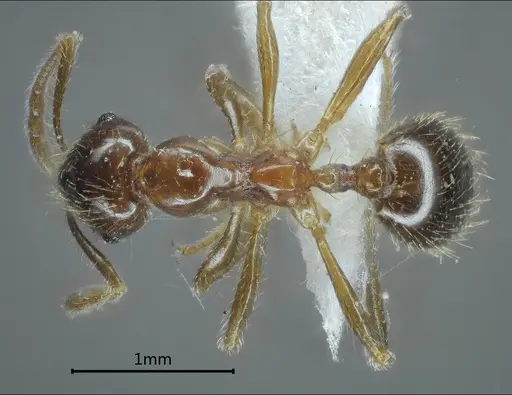 Kartidris ashima specimen