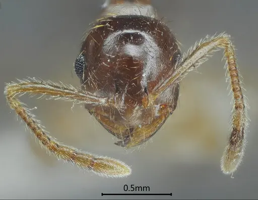 Kartidris ashima specimen