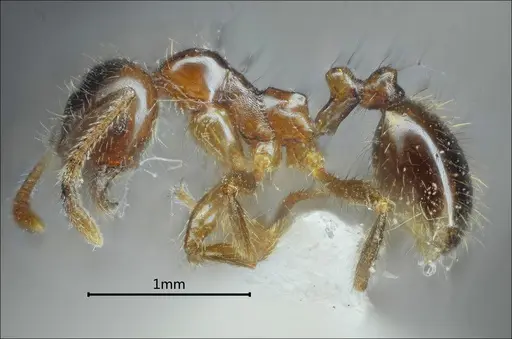 Kartidris ashima specimen