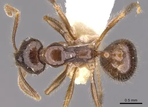 Kartidris galos specimen