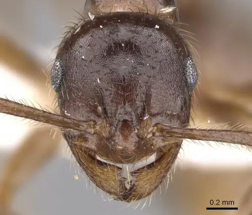 Kartidris galos specimen