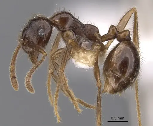 Kartidris galos specimen