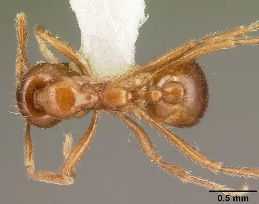 Kartidris matertera specimen