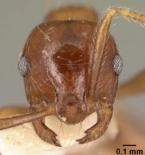 Kartidris matertera specimen