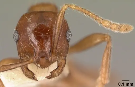 Kartidris matertera specimen