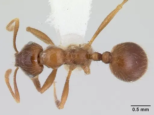 Kartidris nyos specimen