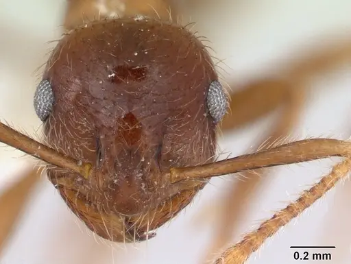 Kartidris nyos specimen