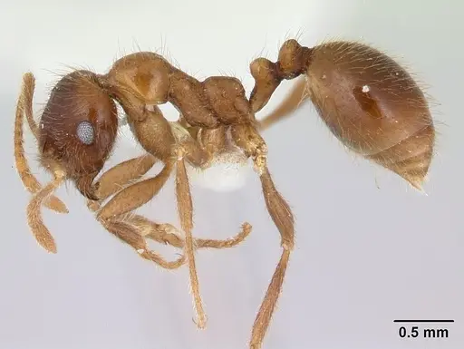 Kartidris nyos specimen