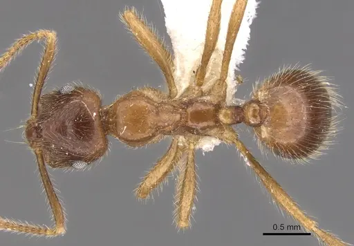 Kartidris nyos - CASENT0901255