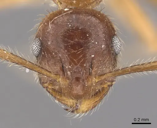 Kartidris nyos - CASENT0901255