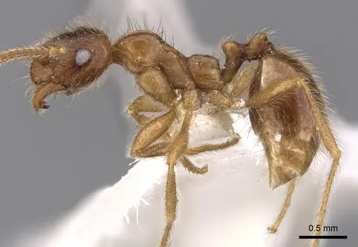 Kartidris nyos - CASENT0901255