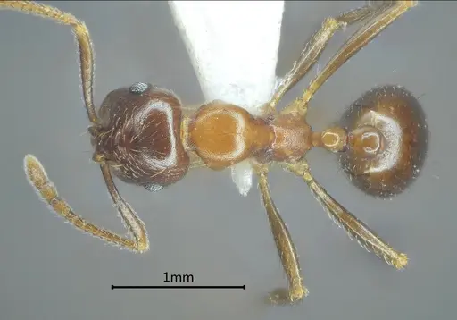 Kartidris sparsipila specimen