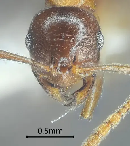 Kartidris sparsipila specimen