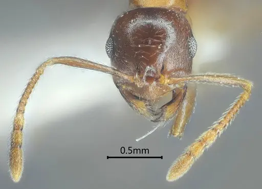 Kartidris sparsipila specimen