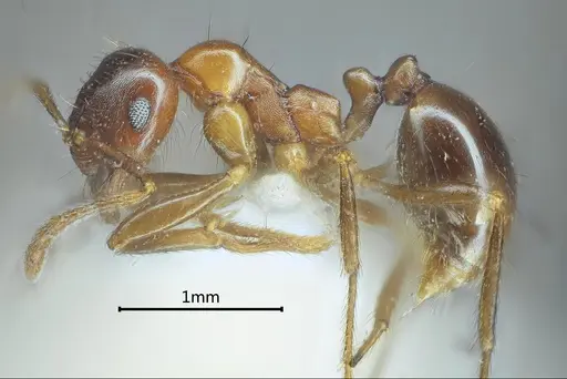 Kartidris sparsipila - ANTWEB1060547