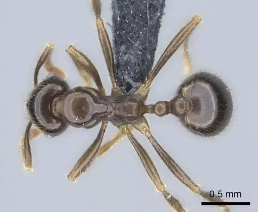 Kartidris sparsipila - CASENT0235130