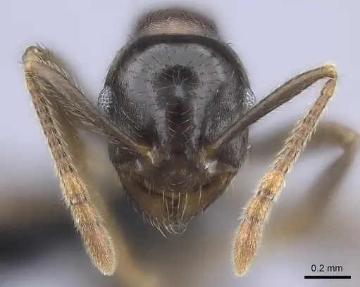 Kartidris sparsipila - CASENT0235130